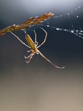 Strecker- Spinne