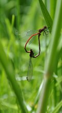 Paarungsrad Scharlachlibelle (Ceriagrion tenellum)???