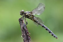 Kleine Zangenlibelle (Onychogomphus forcipatus)