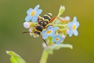 gemeiner Widderbock