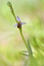* Ophrys apifera *