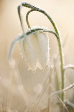 Weiße Schachblume im frostigen Kleid