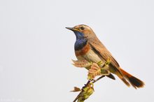 Der Wächter  (Luscinia svecica)