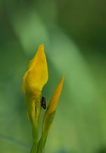 Sumpfschwertlilie