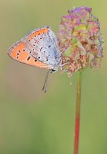 ~ Lycaena dispar ~