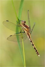 Orthetrum albistylum