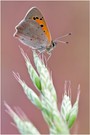 Lycaena phlaeas