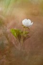 Blüte der Moltebeere