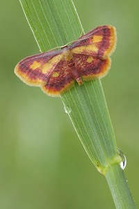 Purpurstreifen-Zwergspanner