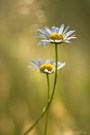 Margeriten im Abendlicht