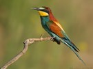 Bienenfresser (Merops apiaster)