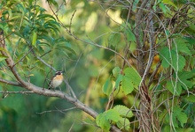 Naturstilleben mit Vogelbeilage