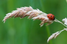 Coccinella septempunctata