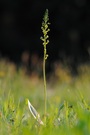 Großes Zweiblatt (Listera ovata) - auch eine Orchidee