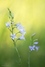 Wiesen-Glockenblumen