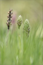 ~ Anacamptis coriophora ssp. fragans ~