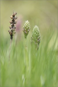 ~ Anacamptis coriophora ssp. fragans ~