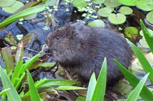 Ostschermaus