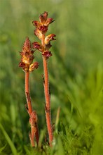 Sommerwurz