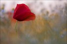 ~ Mohn und ein Lebenszeichen ~
