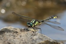 Gomphus vulgatissimus