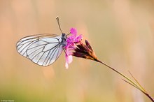 Aporia crataegi