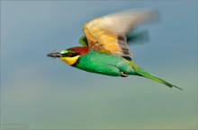 Merops apiaster..