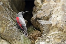 And now: A man with a Wallcreeper up his nose!