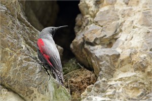 And now: A man with a Wallcreeper up his nose!