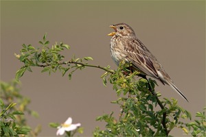 Grauammer (Emberiza calandra)