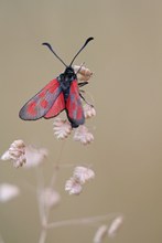 Widderchen im Gras