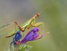 MANTIS RELIGIOSA