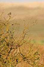 Blaukehlchen