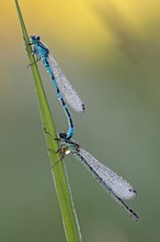 Eine von den vielen kleinen Blauen