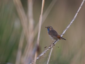 Blaukehlchen