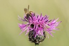 Honigbiene auf Flockenblume