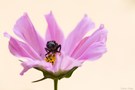Fliege auf Cosmea