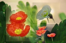 Mohn Collage