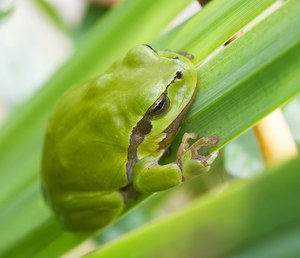 Hyla arborea