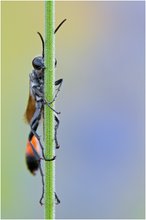 Ammophila sp.