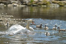 Schwanenfamilie