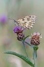 Schachbrettfalter