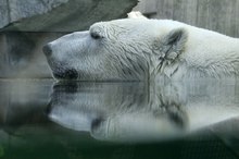 Still ruht der ......Eisbär !!