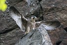 Wanderfalke noch 1 Stunde bis zum ersten Flug