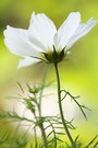 white dream