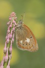 Rotbraunes Wiesenvögelchen (Coenonympha glycerion)