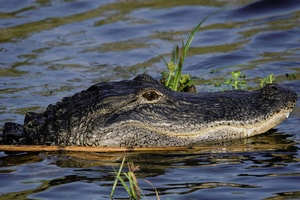 Alligator, ND, Florida