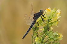 Großer Blaupfeil (Orthetrum cancellatum)