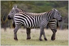 Zebra (ND)