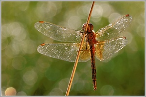 Gefleckte Heidelibelle (Sympetrum flaveolum)